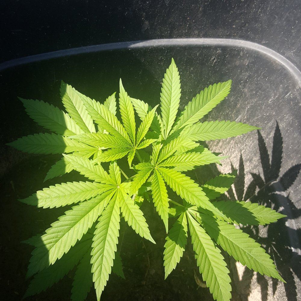Tips for a new grower