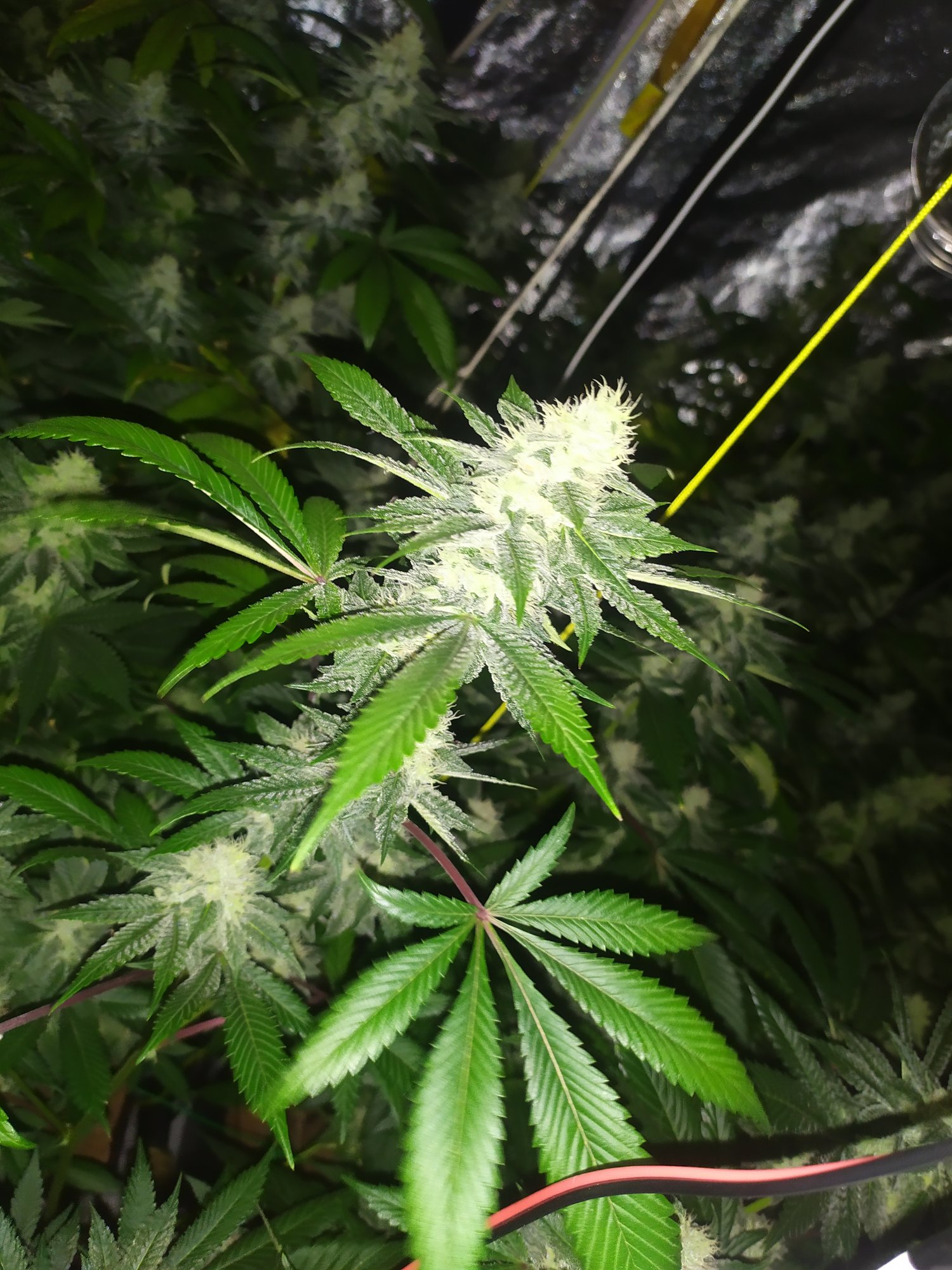Tips for growing the original gg4 cut 2