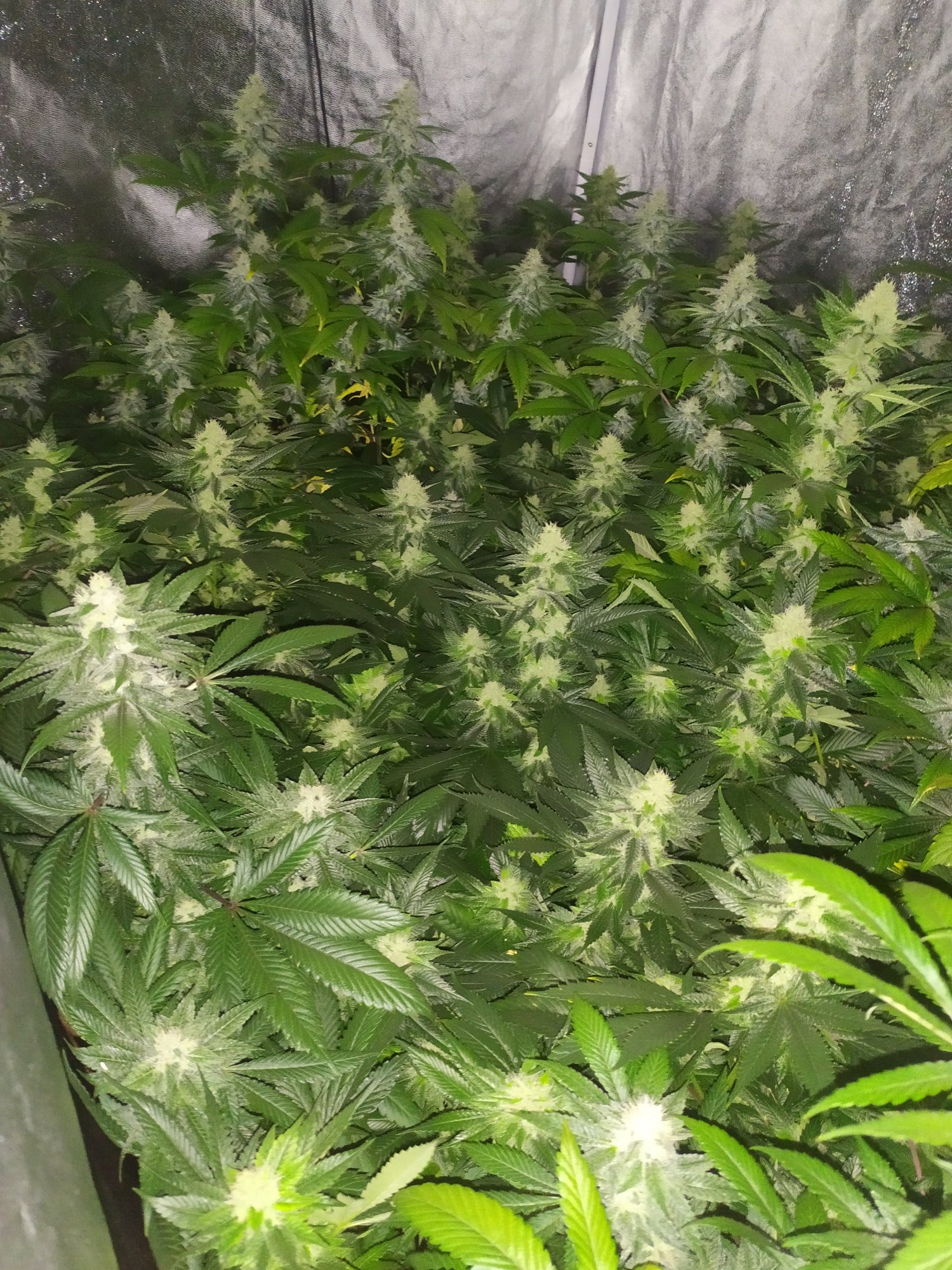 Tips for growing the original gg4 cut 3