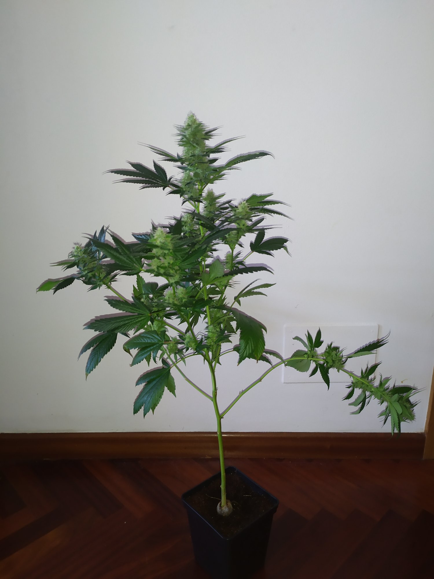 Tips for growing the original gg4 cut 4