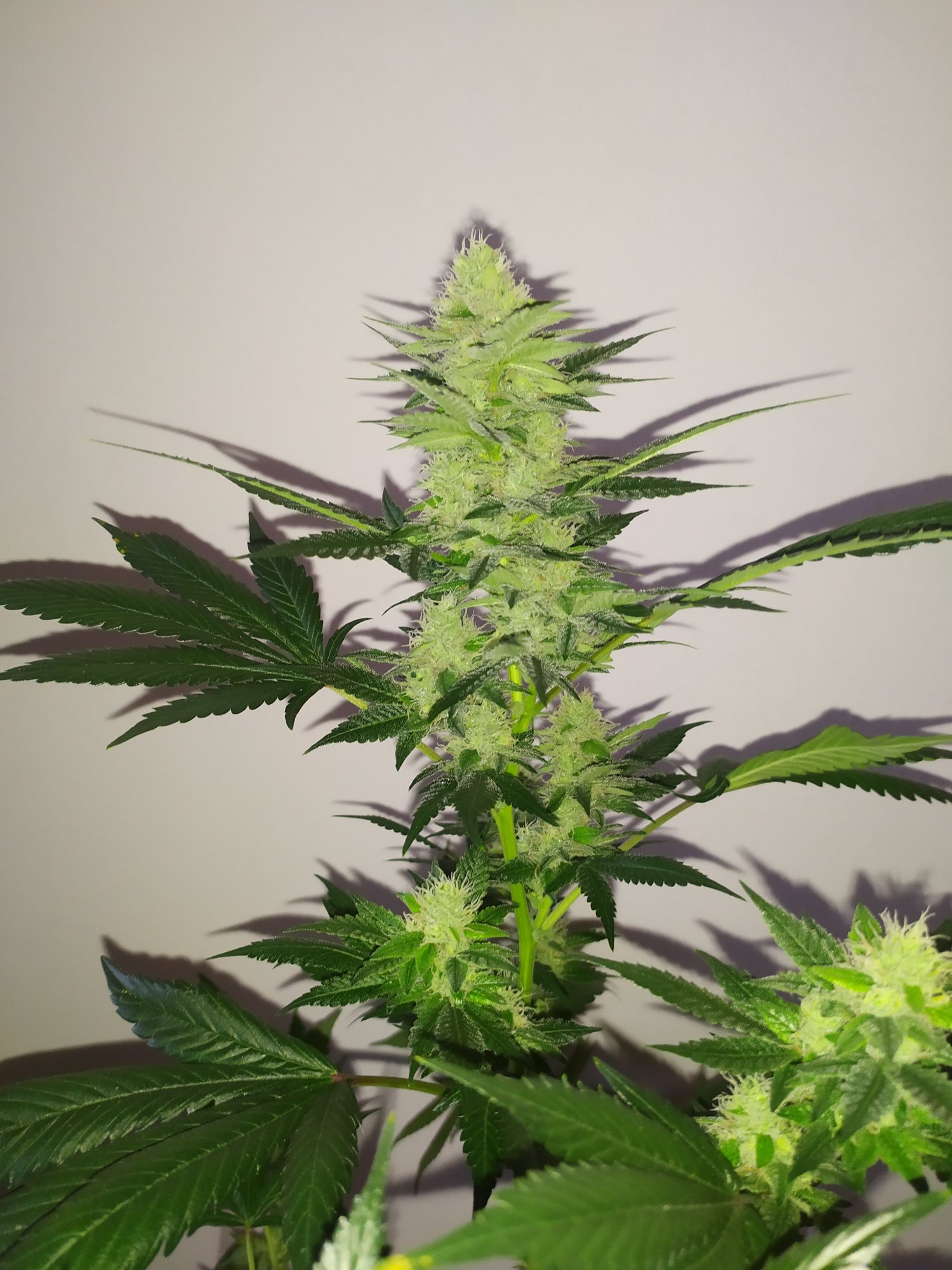 Tips for growing the original gg4 cut 5
