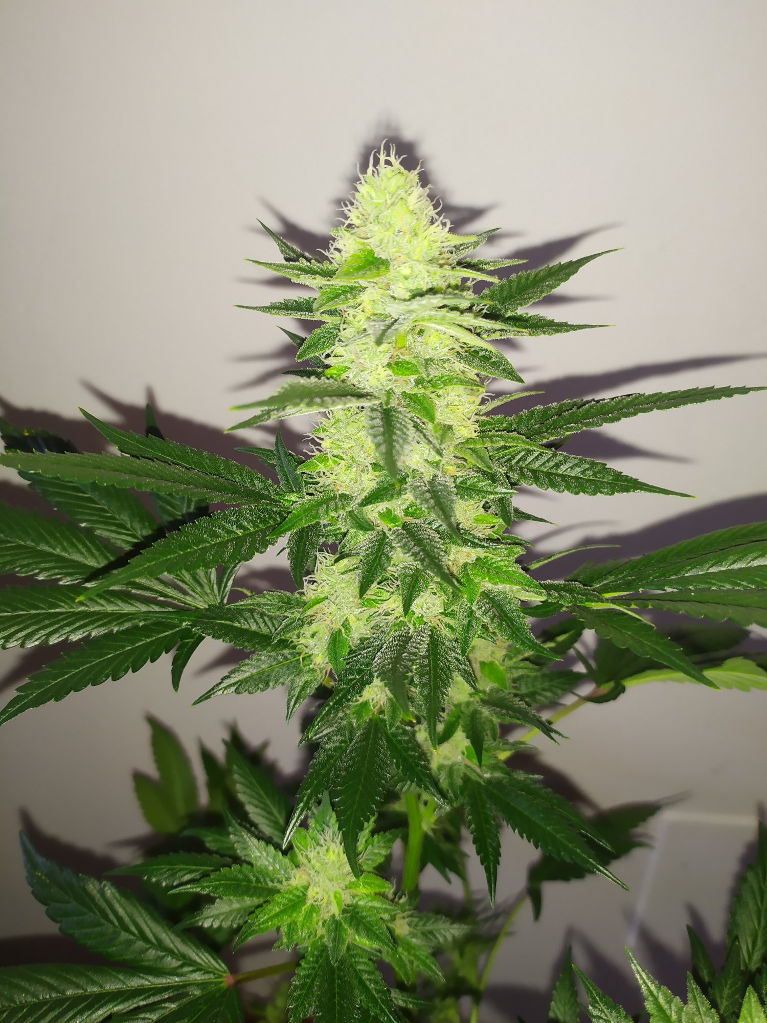 Tips for growing the original gg4 cut 6