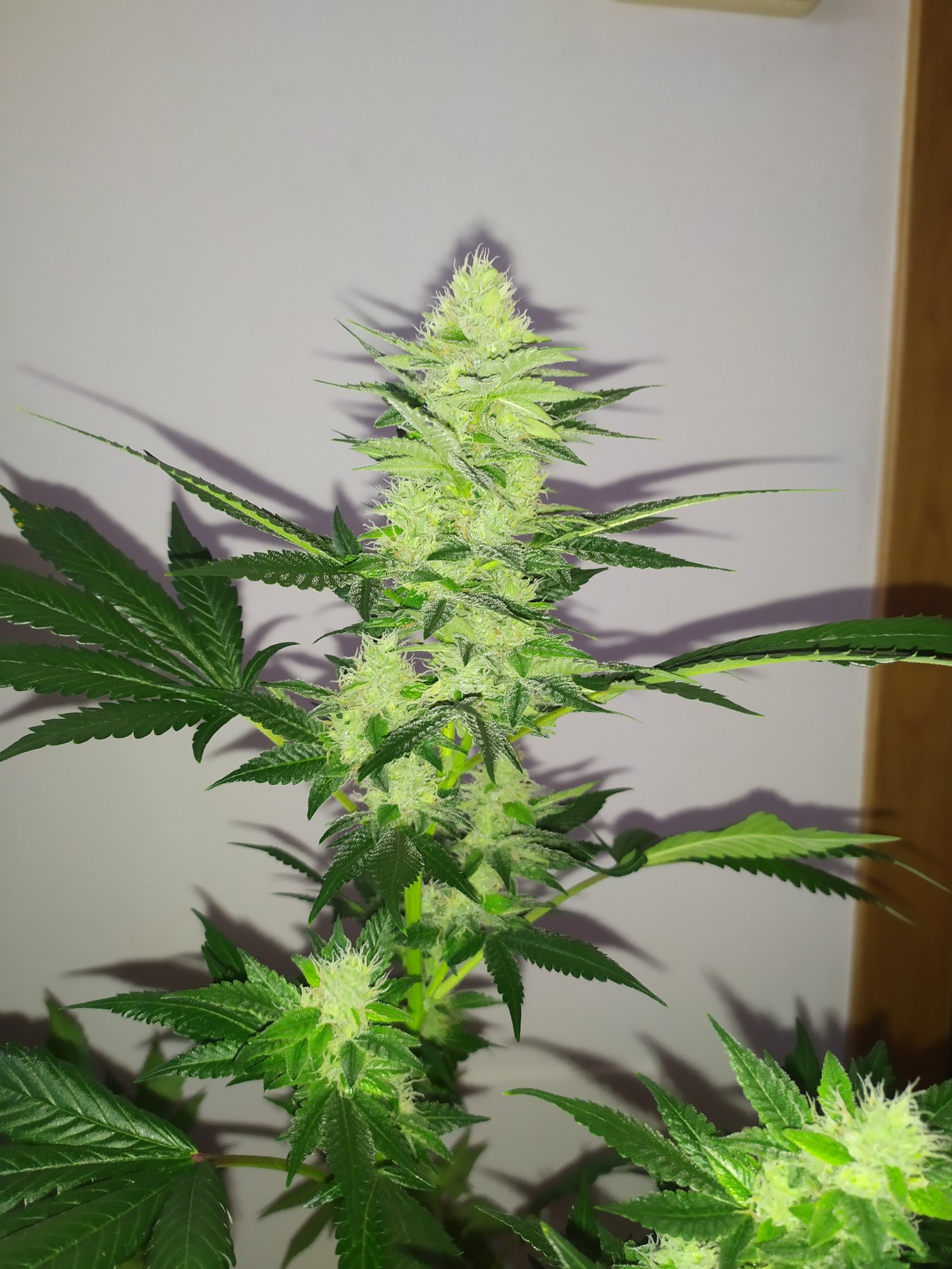 Tips for growing the original gg4 cut