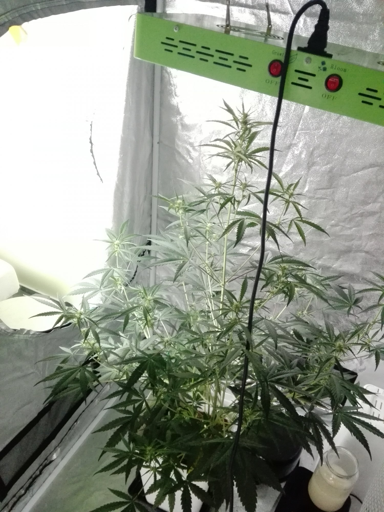 Tips of leaves turning brown from top to bottom 2