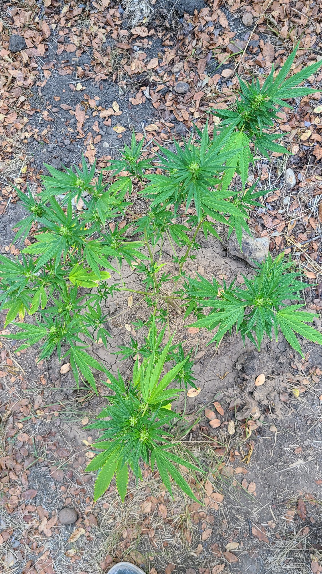Tips on getting this outdoor clone to grow a little more or just tips in general 2