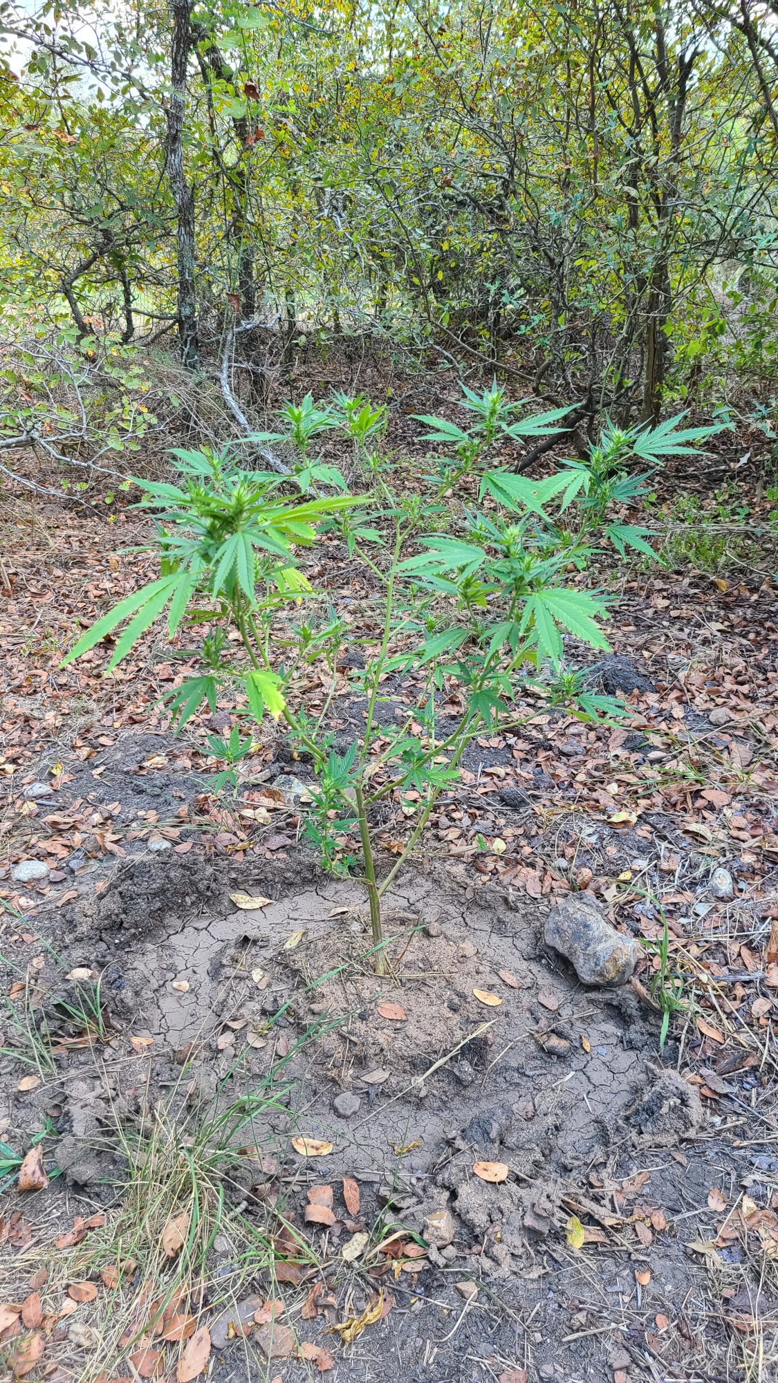 Tips on getting this outdoor clone to grow a little more or just tips in general