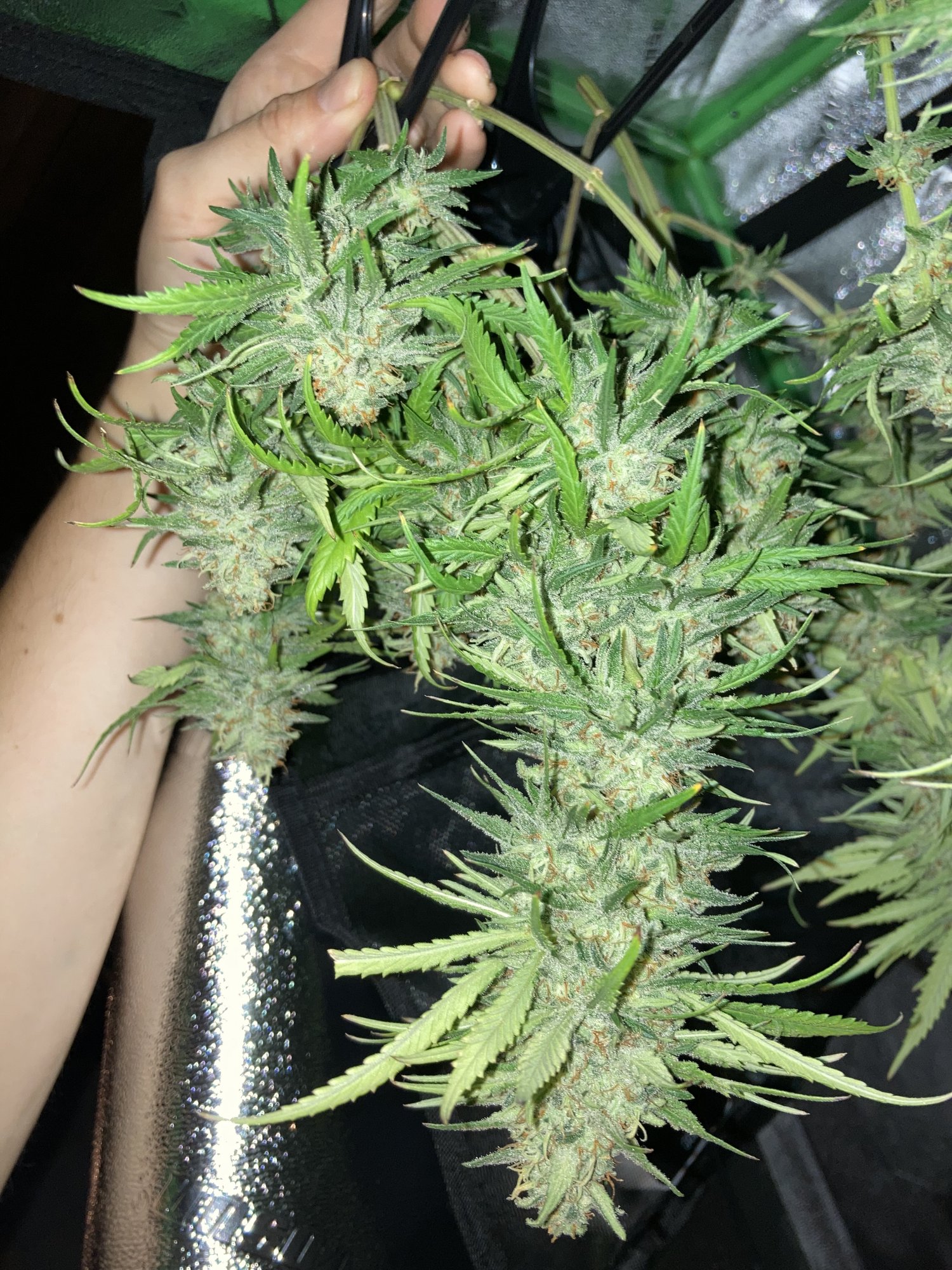 Tips on how to reveg a harvested plant i lost her 2