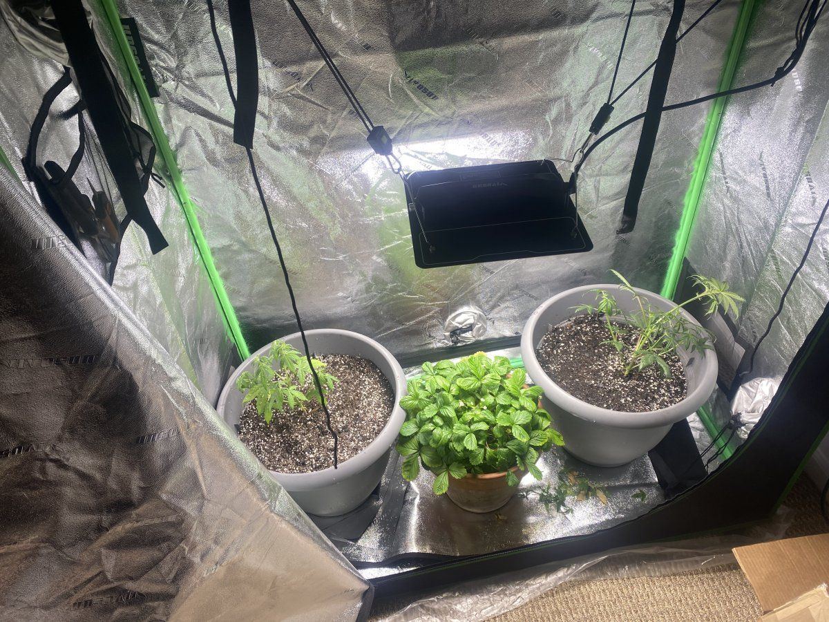 Tips on making my plants grow out