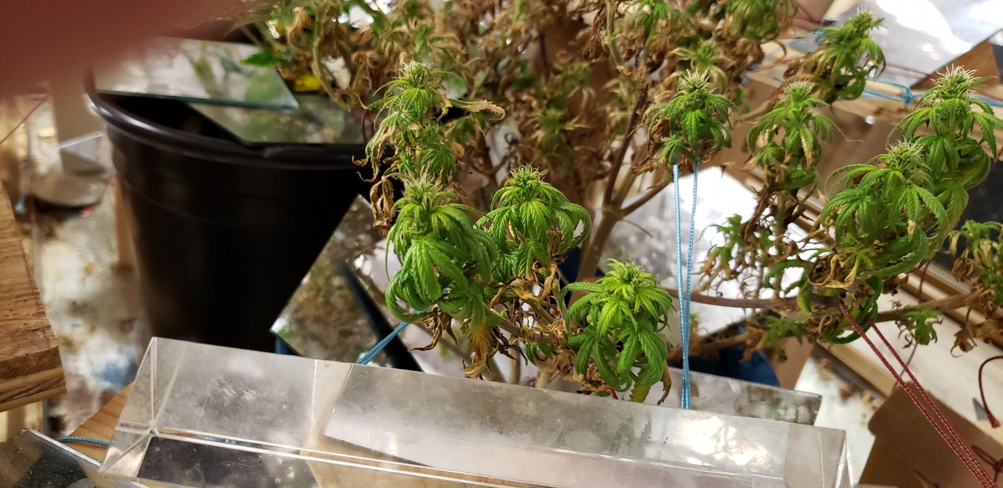 Tired plants
