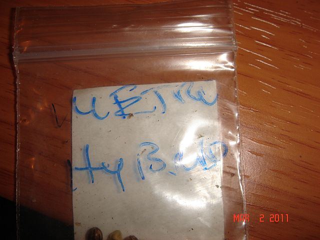Tk beans