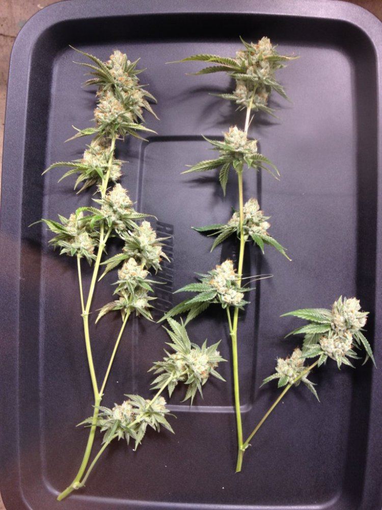 Tk bed vs pot 1