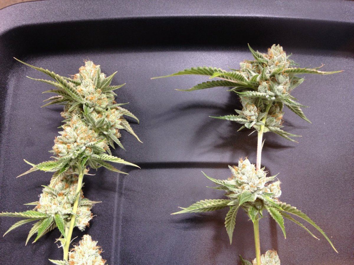 Tk bed vs pot 2