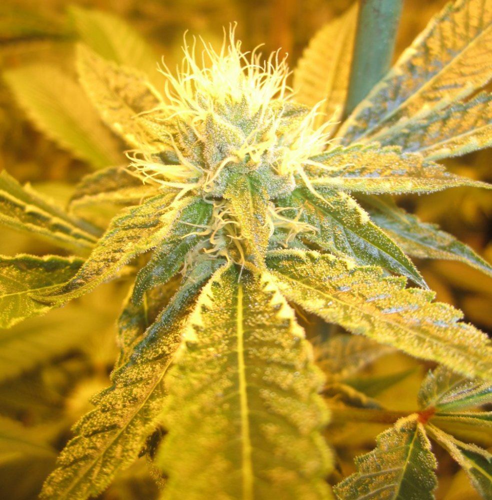 TK day 31