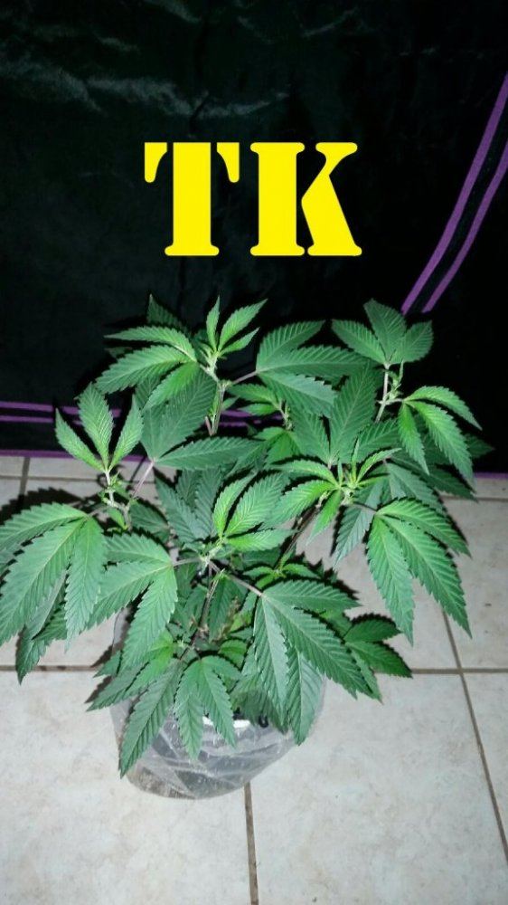 Tk