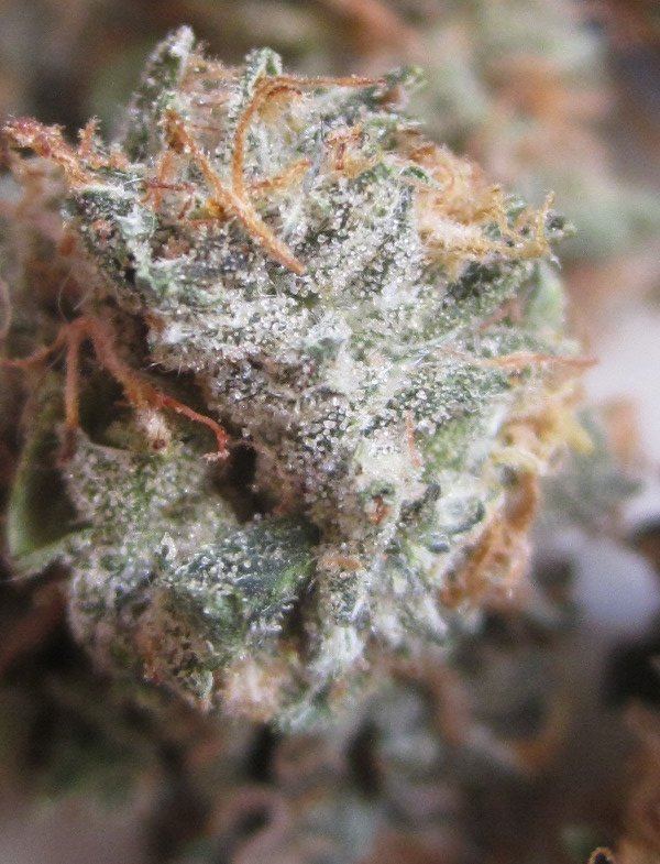 TK nugg
