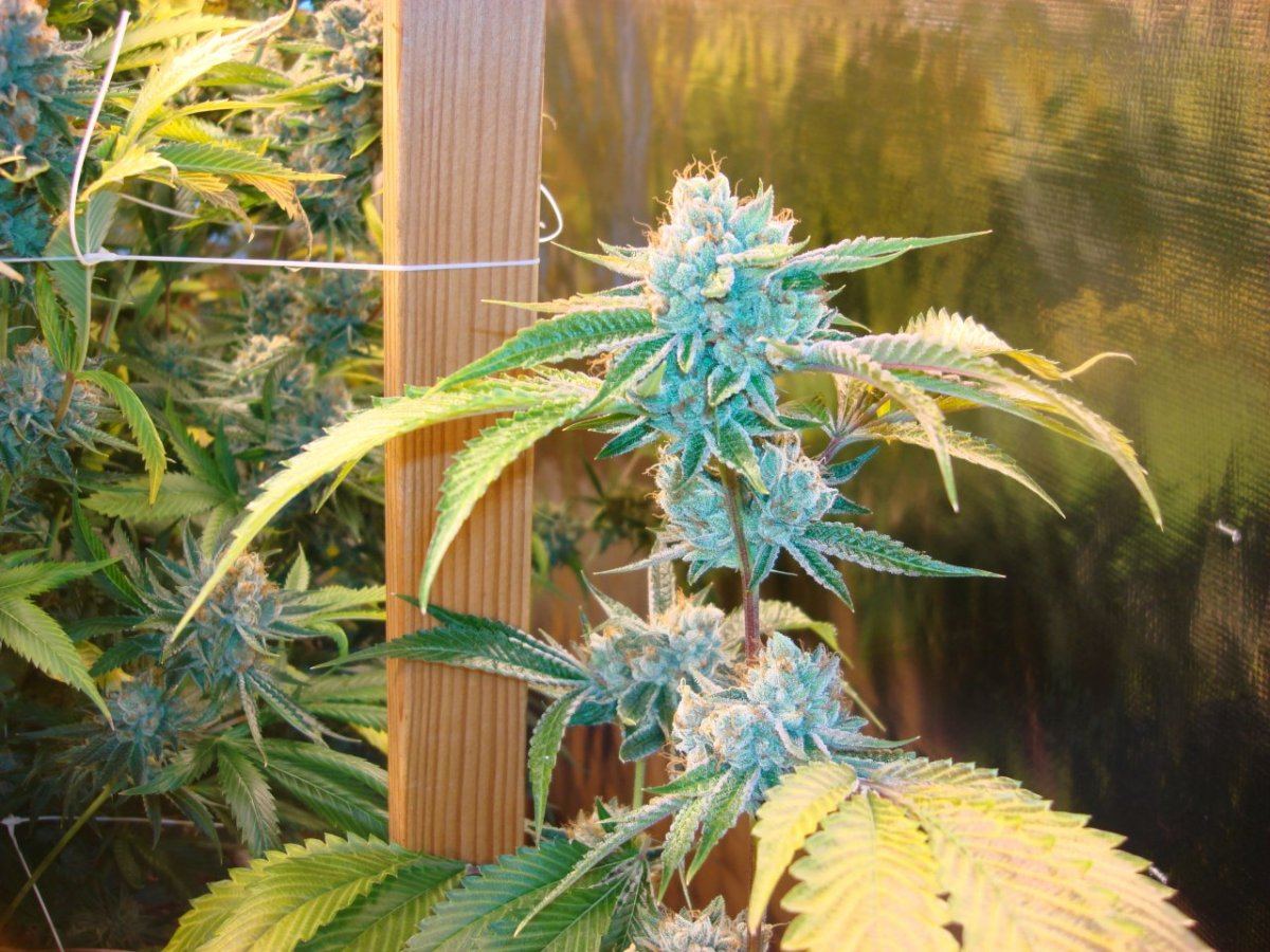 Tk pot 1