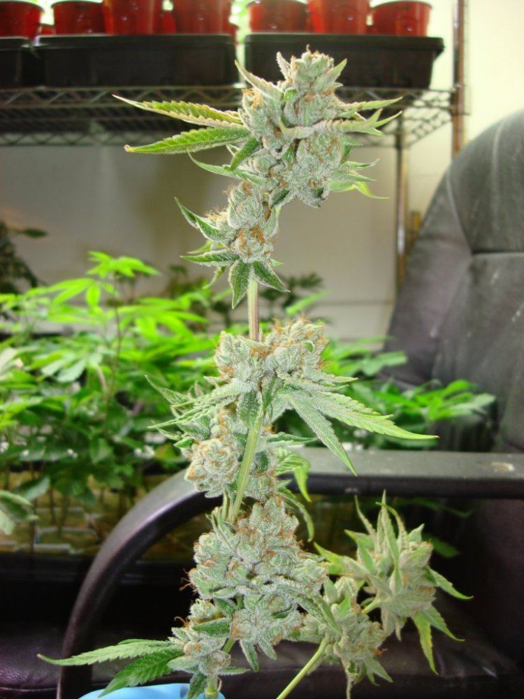 Tk pot 2