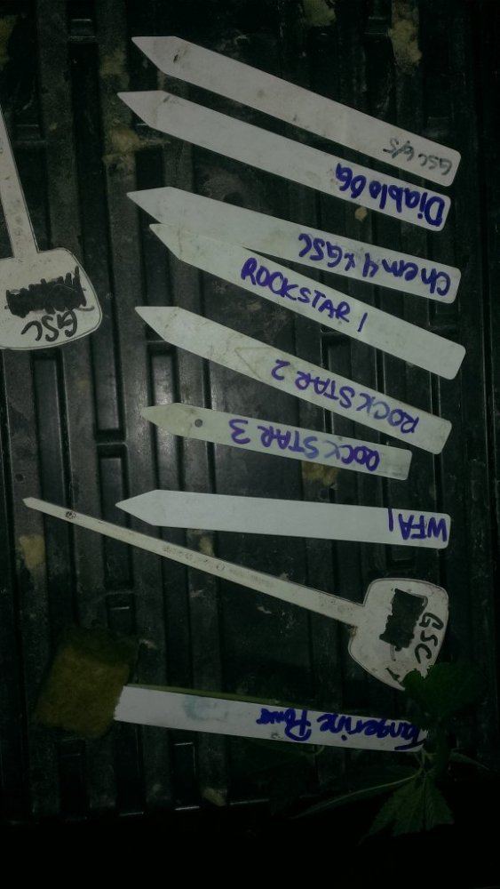 Tmp 10339 IMAG0945 2037017770