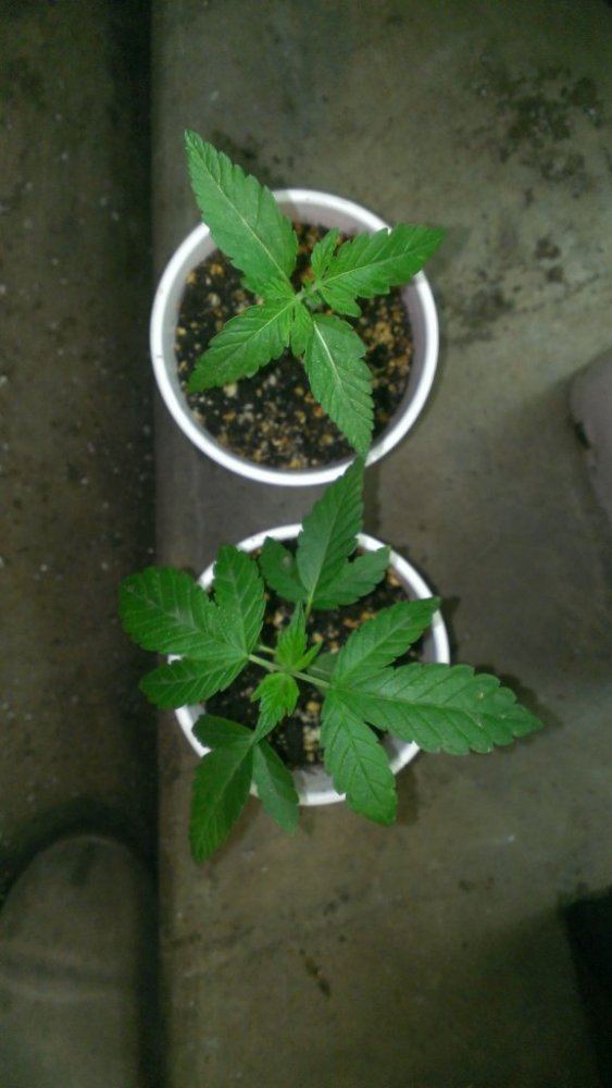 Tmp IMAG0647 1029267995