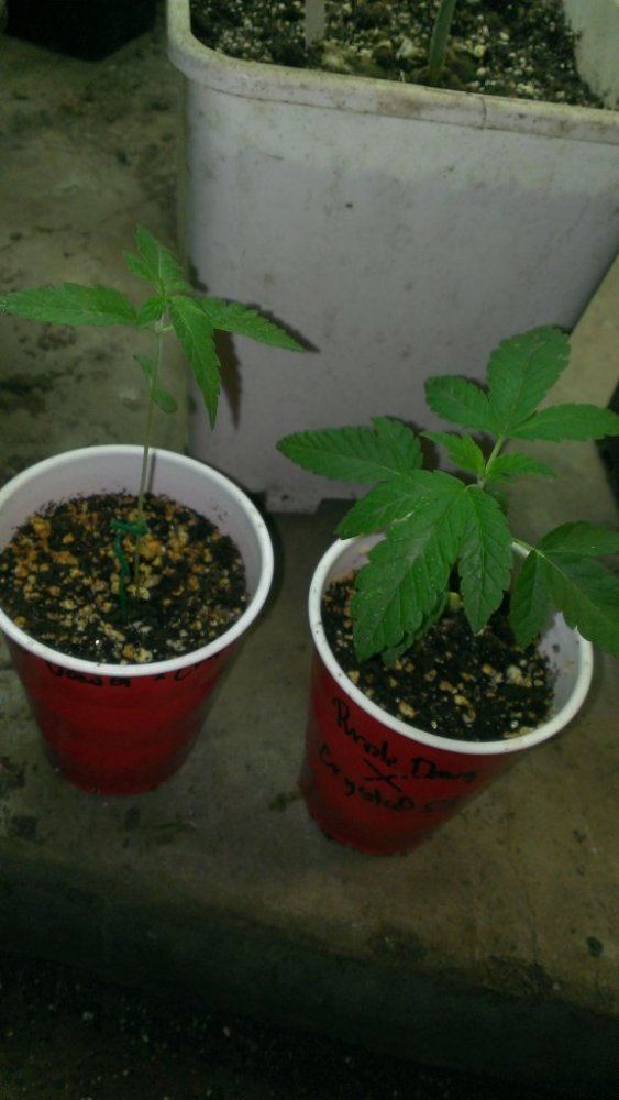 Tmp IMAG0648 806652025