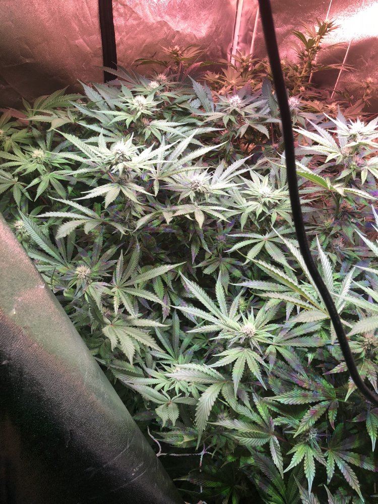 To defoliate or not that is the question 3