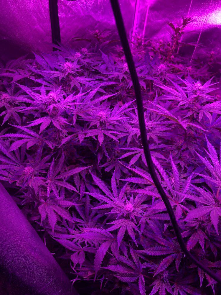 To defoliate or not that is the question 4