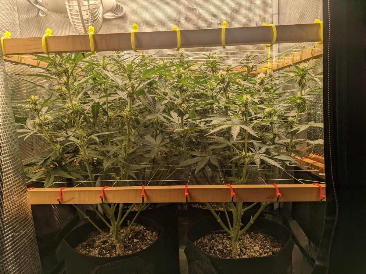 To defoliate or not to defoliate that is the purple kush auto question 2