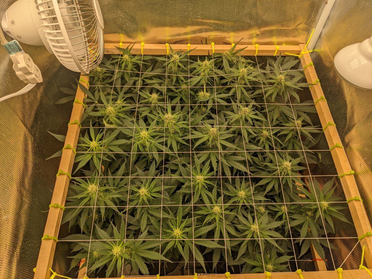 To defoliate or not to defoliate that is the purple kush auto question