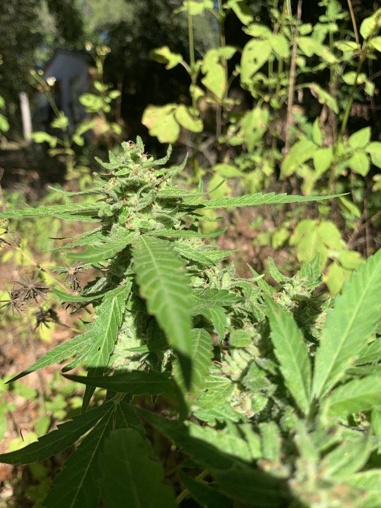 To harvest or not 3