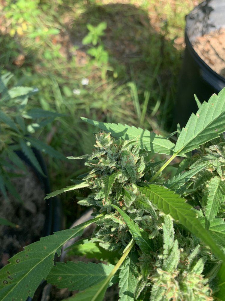 To harvest or not 4