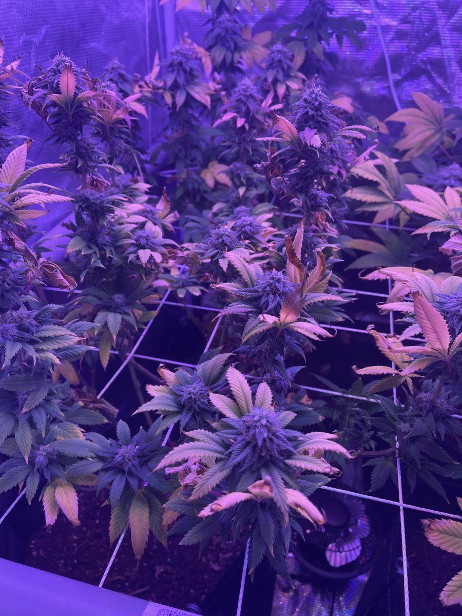To harvest or not to harvest 4
