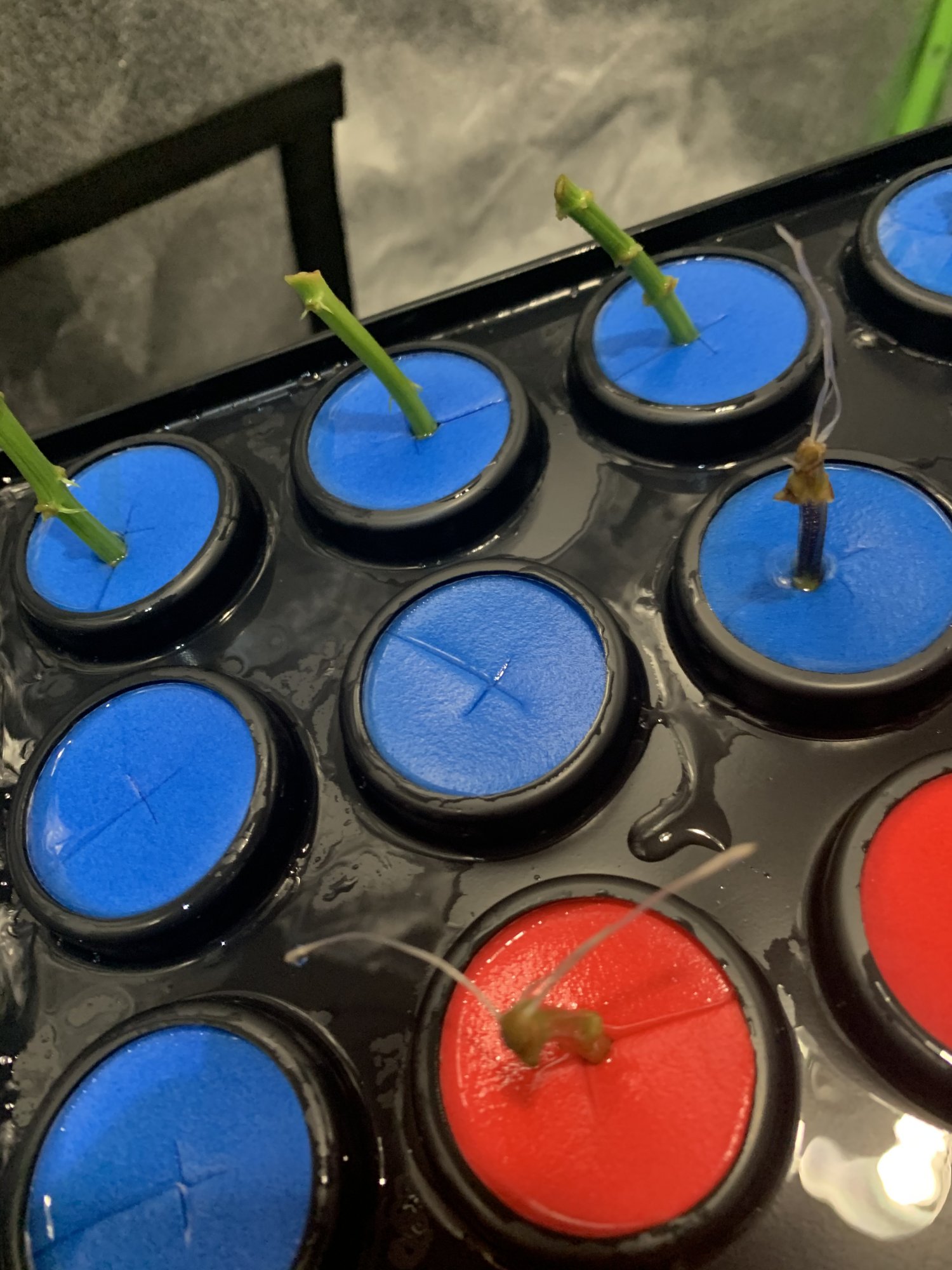 To transplant or not from ez cloner 2