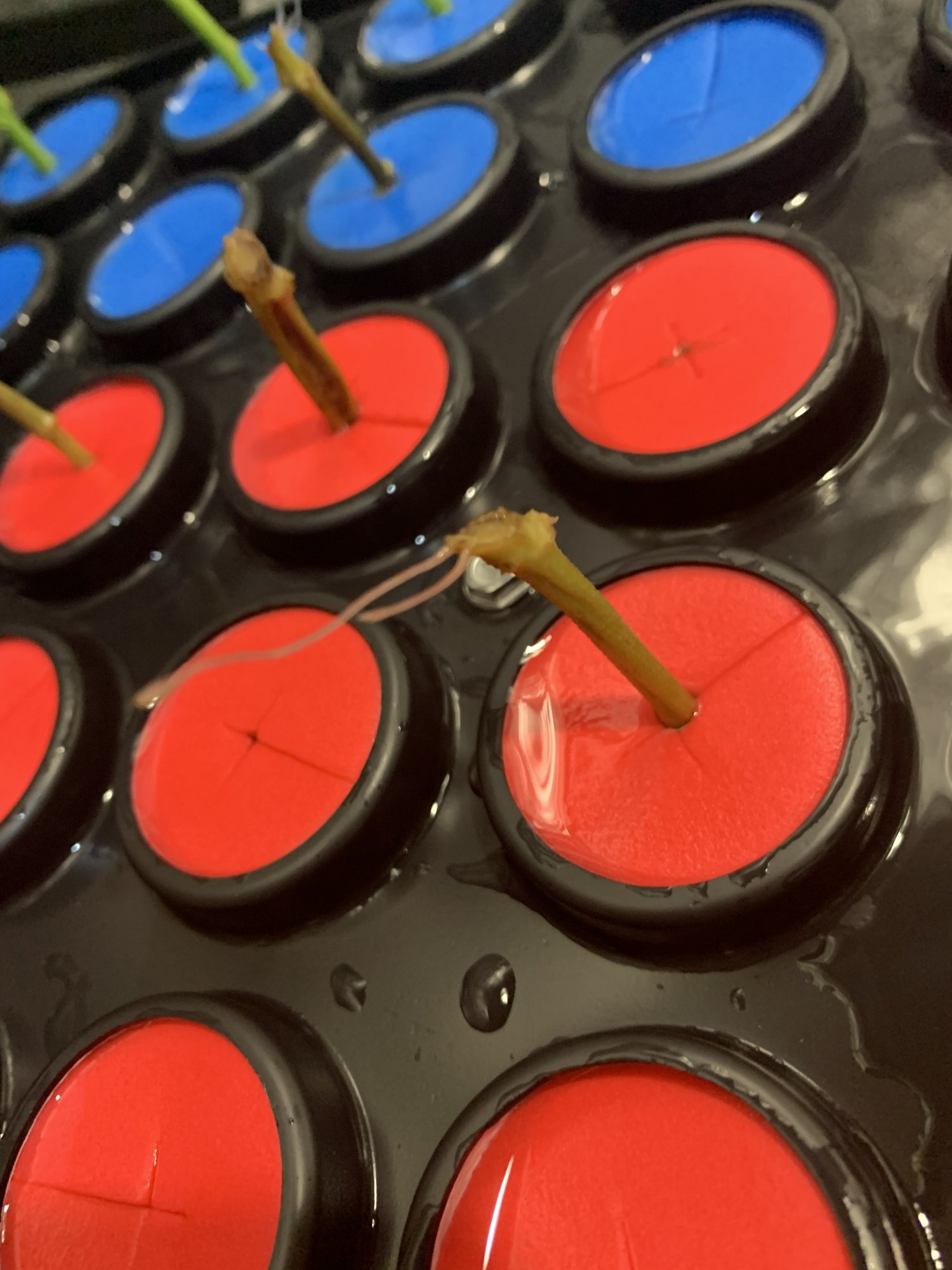 To transplant or not from ez cloner 3
