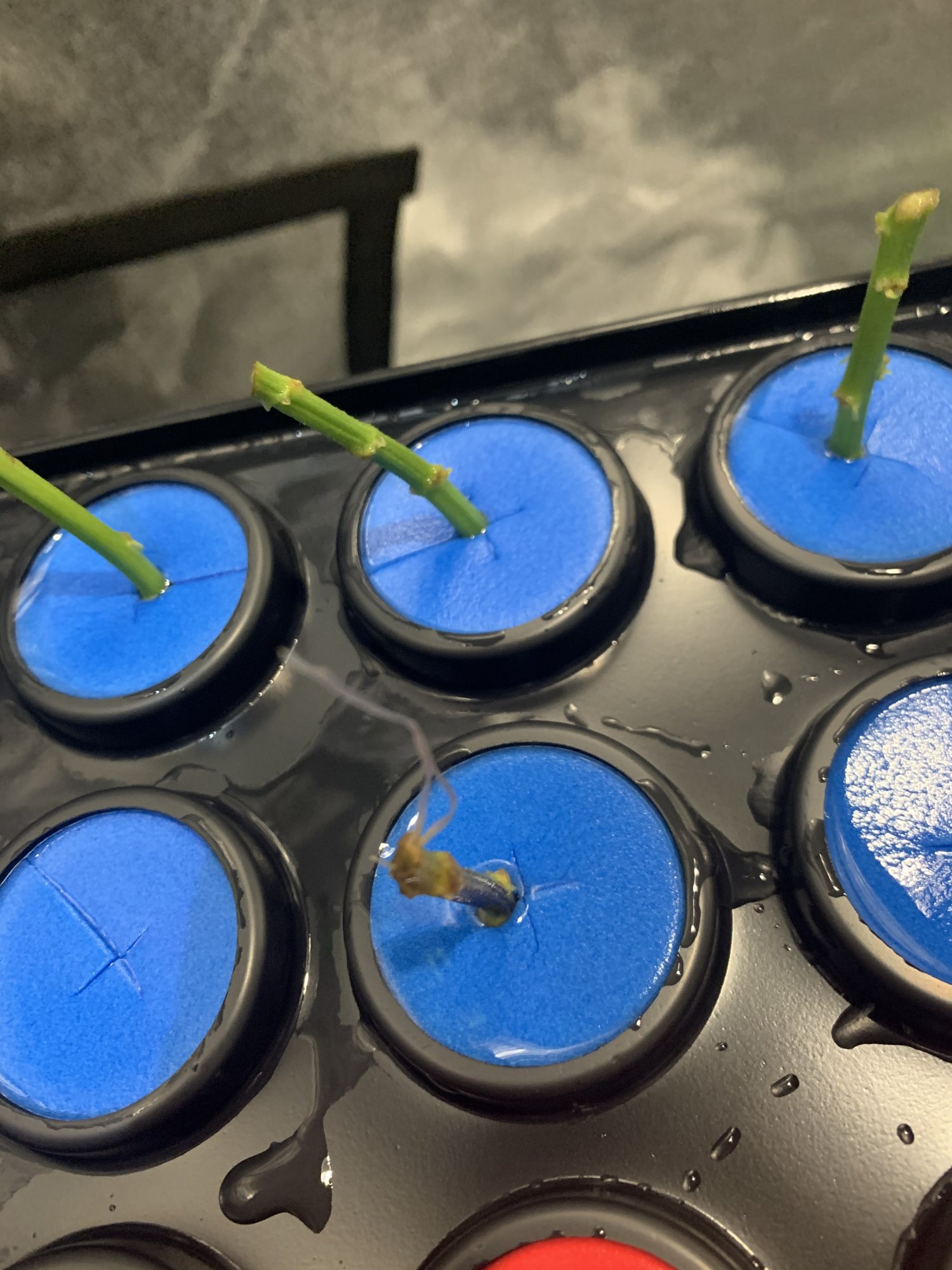 To transplant or not from ez cloner