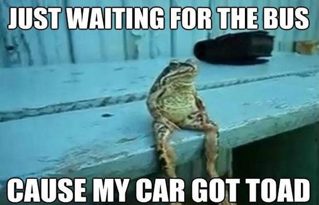Toad 358569