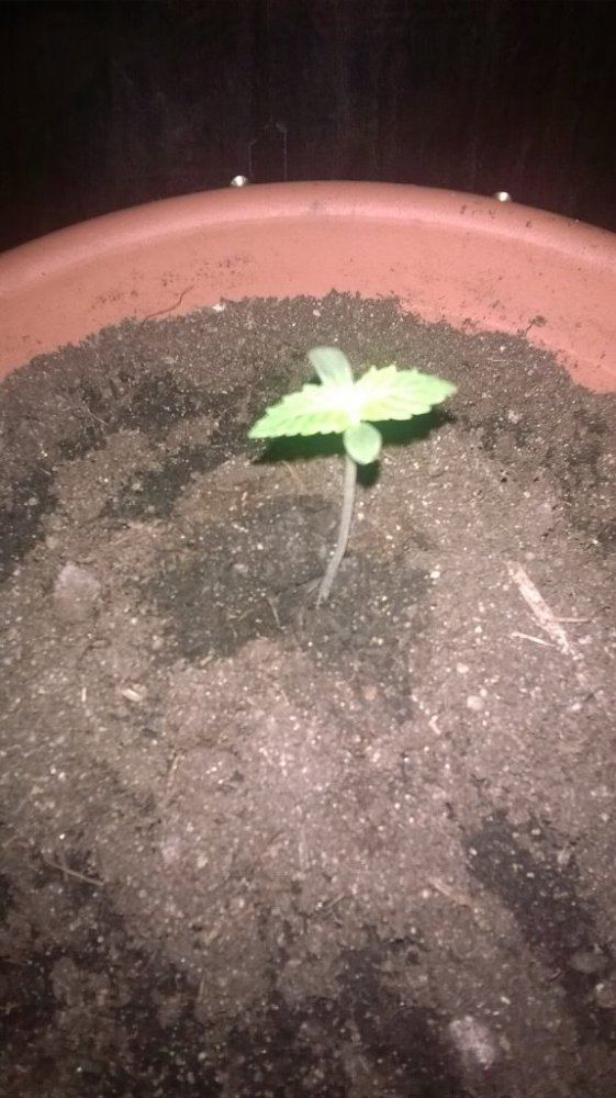 Toasters seed popping micro adventures 2