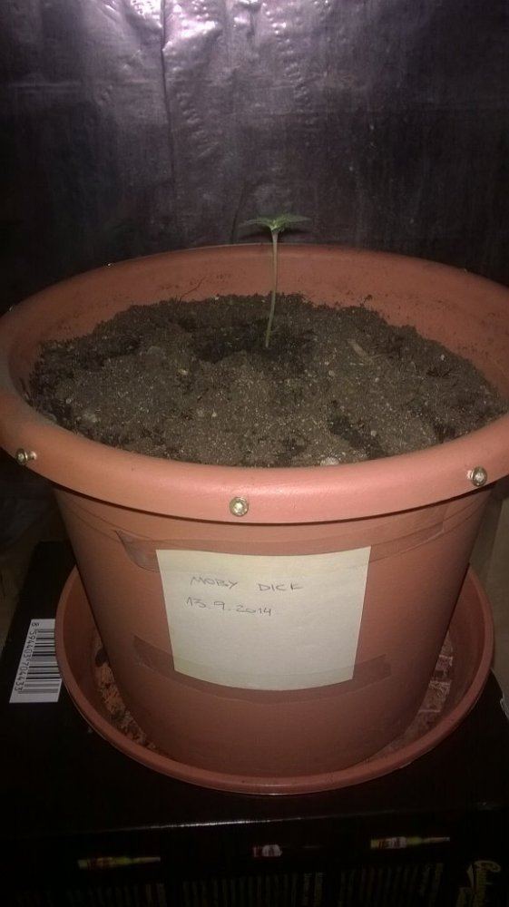Toasters seed popping micro adventures
