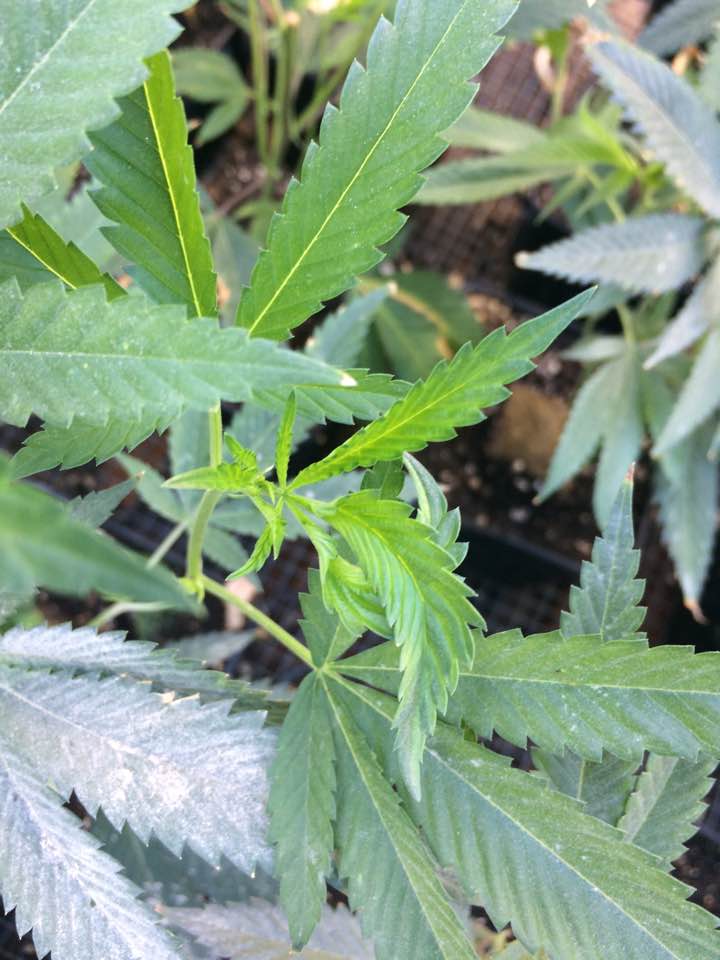 Tobacco leafing 3