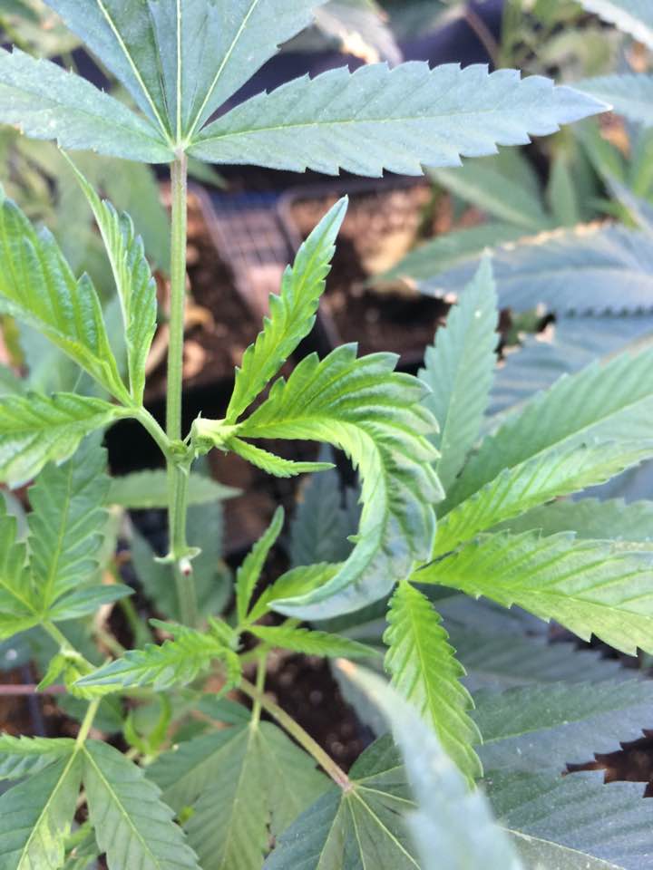 Tobacco leafing 4