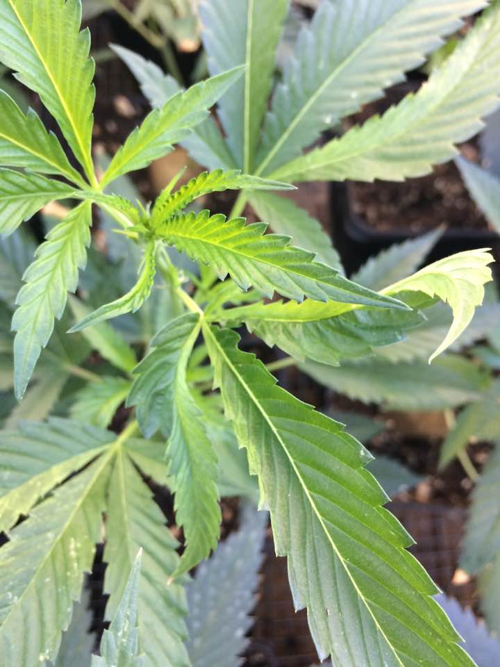Tobacco leafing 5