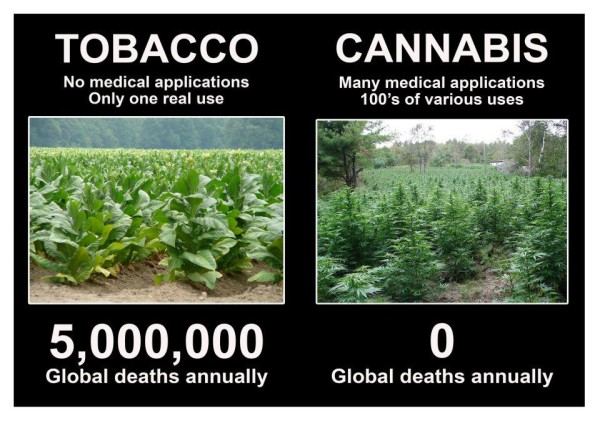 Tobacco versus cannabis deaths meme 600x423