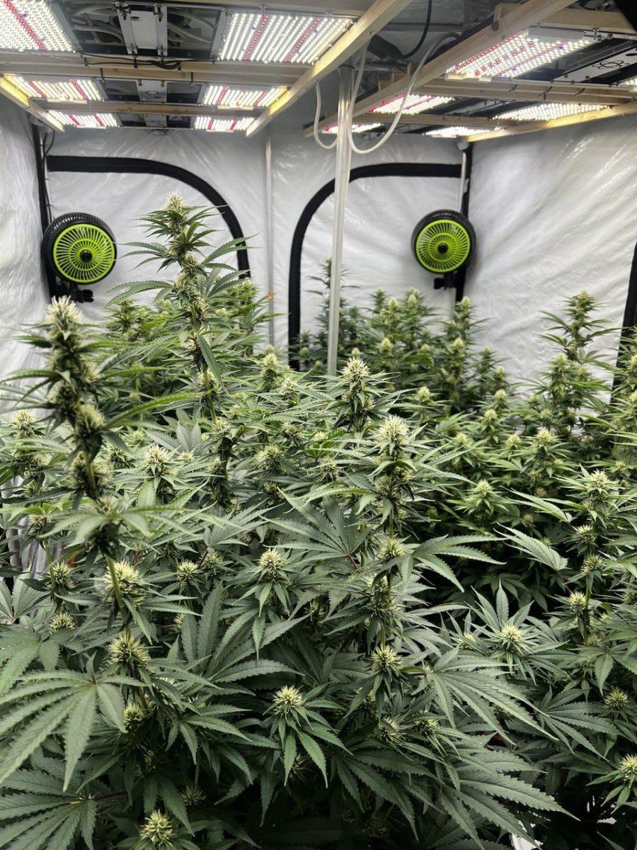 Todaygrow