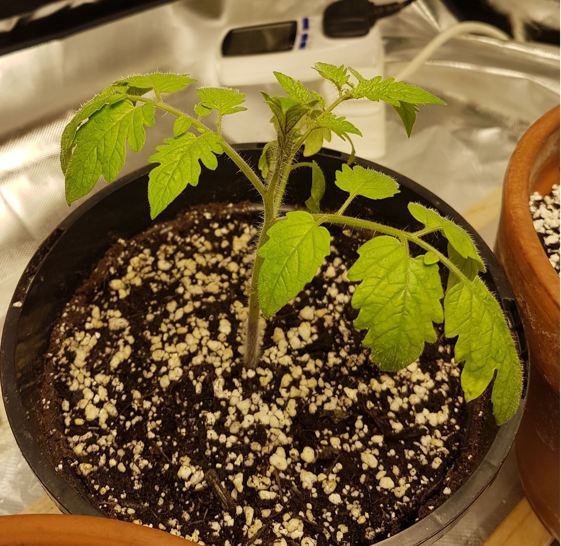 Tom plant