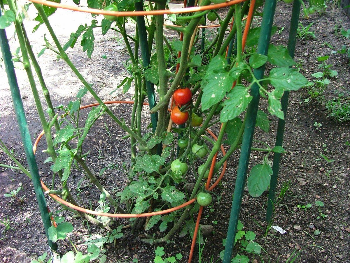 Tomato