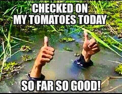 Tomato Meme