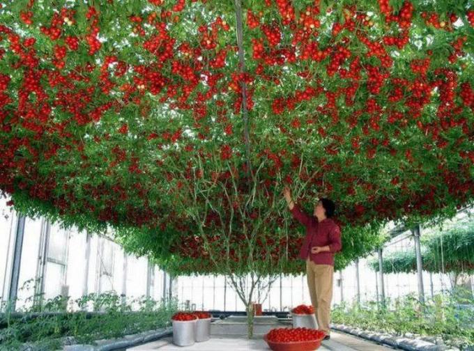 Tomato tree