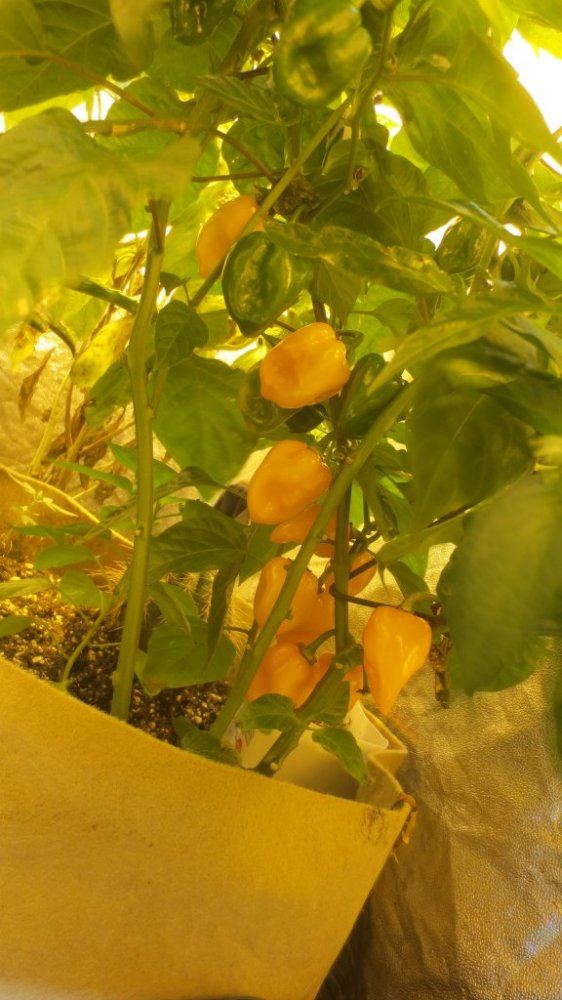 Tomatoes 001