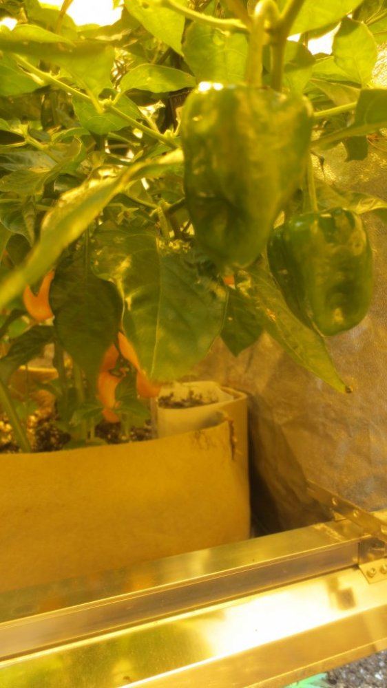 Tomatoes 002