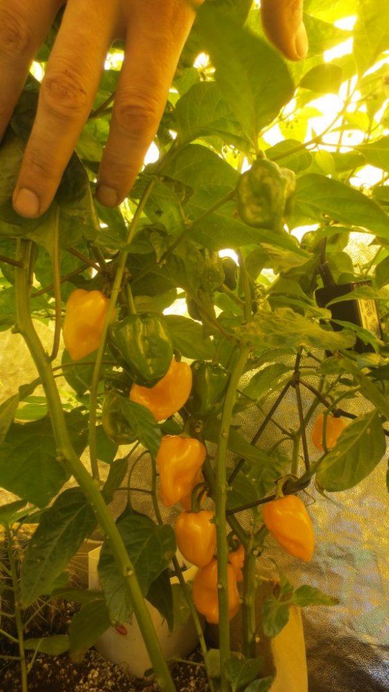 Tomatoes 004