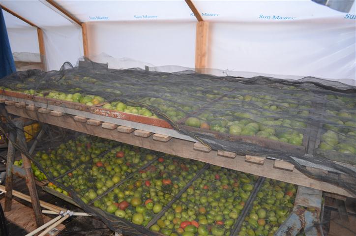 Tomatoes Small